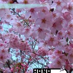 hana